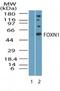 Forkhead Box N1 antibody, PA5-23153, Invitrogen Antibodies, Western Blot image 