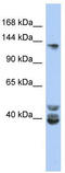 NCOA1 antibody, TA334716, Origene, Western Blot image 
