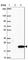 Chromosome 10 Open Reading Frame 53 antibody, HPA037951, Atlas Antibodies, Western Blot image 