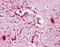 Piwi Like RNA-Mediated Gene Silencing 2 antibody, orb89910, Biorbyt, Immunohistochemistry paraffin image 