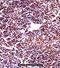 RNA Binding Motif Protein 22 antibody, abx028405, Abbexa, Immunohistochemistry frozen image 