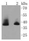 Aurora Kinase B antibody, NBP2-67568, Novus Biologicals, Western Blot image 