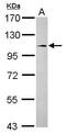FCH Domain Only 1 antibody, GTX119927, GeneTex, Western Blot image 