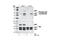 SHC Adaptor Protein 1 antibody, 2434P, Cell Signaling Technology, Western Blot image 