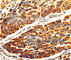 Tubulin Alpha 4a antibody, A3187, ABclonal Technology, Immunohistochemistry paraffin image 