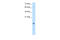 Cystatin B antibody, 30-112, ProSci, Western Blot image 