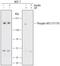 Insulin Receptor Substrate 1 antibody, MAB7455, R&D Systems, Western Blot image 