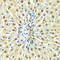 Heterogeneous Nuclear Ribonucleoprotein A2/B1 antibody, LS-C331309, Lifespan Biosciences, Immunohistochemistry frozen image 
