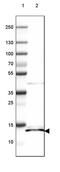 Iron-Sulfur Cluster Assembly Enzyme antibody, PA5-63455, Invitrogen Antibodies, Western Blot image 