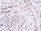 Zinc Finger Protein 346 antibody, LS-C186188, Lifespan Biosciences, Immunohistochemistry frozen image 