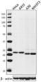 BCL2 Associated Agonist Of Cell Death antibody, 695502, BioLegend, Western Blot image 