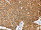 Annexin A9 antibody, CSB-PA579076, Cusabio, Immunohistochemistry frozen image 