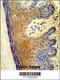 Arachidonate 15-Lipoxygenase Type B antibody, 63-834, ProSci, Immunohistochemistry paraffin image 