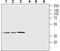 Melatonin Receptor 1A antibody, PA5-77490, Invitrogen Antibodies, Western Blot image 