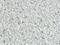 Syndecan 2 antibody, orb13481, Biorbyt, Immunohistochemistry paraffin image 