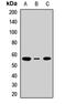 Solute Carrier Family 1 Member 5 antibody, orb412519, Biorbyt, Western Blot image 