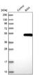 Biglycan antibody, NBP1-84971, Novus Biologicals, Western Blot image 