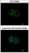 Mitochondrial Ribosomal Protein S10 antibody, GTX119522, GeneTex, Immunocytochemistry image 