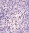 O-GlcNAcase antibody, GTX01028, GeneTex, Immunohistochemistry paraffin image 