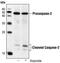 Caspase 2 antibody, GTX18029, GeneTex, Western Blot image 