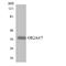 Olfactory receptor 2A4 antibody, LS-C200332, Lifespan Biosciences, Western Blot image 