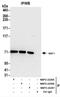 Nuclear RNA Export Factor 1 antibody, NBP2-22267, Novus Biologicals, Immunoprecipitation image 
