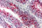 XIAP-associated factor 1 antibody, MBS240297, MyBioSource, Immunohistochemistry frozen image 
