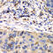 S100 Calcium Binding Protein A8 antibody, 16-785, ProSci, Immunohistochemistry frozen image 