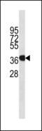 Annexin A1 antibody, LS-C203907, Lifespan Biosciences, Western Blot image 