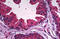 Phosphodiesterase 9A antibody, MBS246067, MyBioSource, Immunohistochemistry frozen image 
