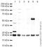 Glutathione Peroxidase 4 antibody, ab41787, Abcam, Western Blot image 