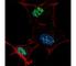 Kruppel Like Factor 4 antibody, F48148-0.4ML, NSJ Bioreagents, Western Blot image 