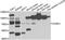 Polycomb protein SCMH1 antibody, abx006929, Abbexa, Western Blot image 