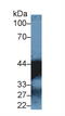 Malate Dehydrogenase 1 antibody, abx129241, Abbexa, Western Blot image 