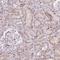 ETS Transcription Factor ERG antibody, NBP2-38555, Novus Biologicals, Immunohistochemistry frozen image 