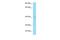 Arylacetamide Deacetylase Like 3 antibody, PA5-70612, Invitrogen Antibodies, Western Blot image 