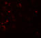 Fu antibody, 6005, ProSci Inc, Immunofluorescence image 