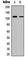 Death Domain Associated Protein antibody, abx121887, Abbexa, Western Blot image 