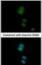 Zinc Finger Protein 584 antibody, PA5-31505, Invitrogen Antibodies, Immunofluorescence image 