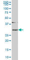 Stem-Loop Binding Protein antibody, LS-C198508, Lifespan Biosciences, Western Blot image 