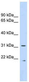 Calpain small subunit 1 antibody, TA344345, Origene, Western Blot image 