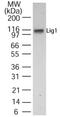 Polydeoxyribonucleotide synthase [ATP] 1 antibody, NB100-56635, Novus Biologicals, Western Blot image 