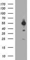 Tubulin Alpha 1b antibody, MA5-26265, Invitrogen Antibodies, Western Blot image 