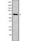 HGF Activator antibody, PA5-68210, Invitrogen Antibodies, Western Blot image 