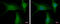 Protein Phosphatase 2 Regulatory Subunit B''Alpha antibody, GTX114655, GeneTex, Immunofluorescence image 
