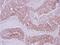 Enoyl-CoA Delta Isomerase 2 antibody, NBP2-19766, Novus Biologicals, Immunohistochemistry frozen image 