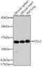C-C Motif Chemokine Ligand 2 antibody, GTX00641, GeneTex, Western Blot image 