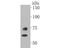 Lamin A/C antibody, NBP2-80464, Novus Biologicals, Western Blot image 