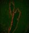 Lactotransferrin antibody, MA5-18107, Invitrogen Antibodies, Immunofluorescence image 