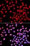 IKAROS Family Zinc Finger 1 antibody, LS-B14626, Lifespan Biosciences, Immunofluorescence image 